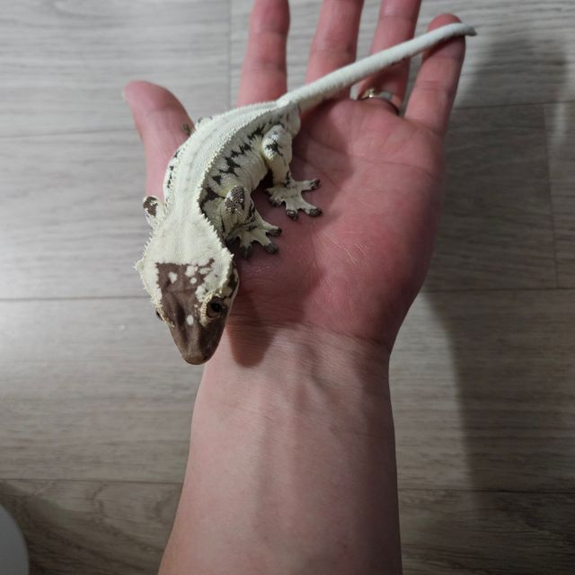 프라푸치노