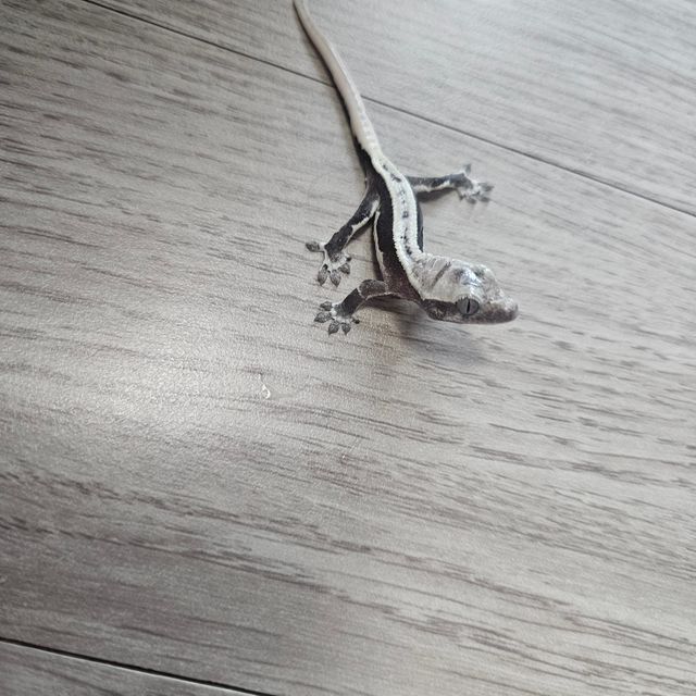릴잔틱