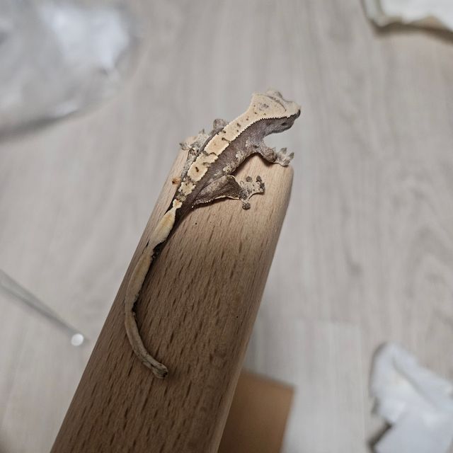노멀