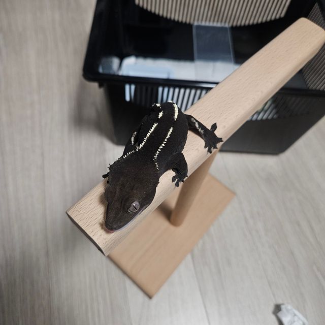 아잔틱