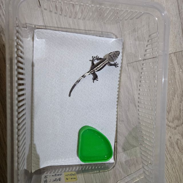 아잔틱 핀스트라이프