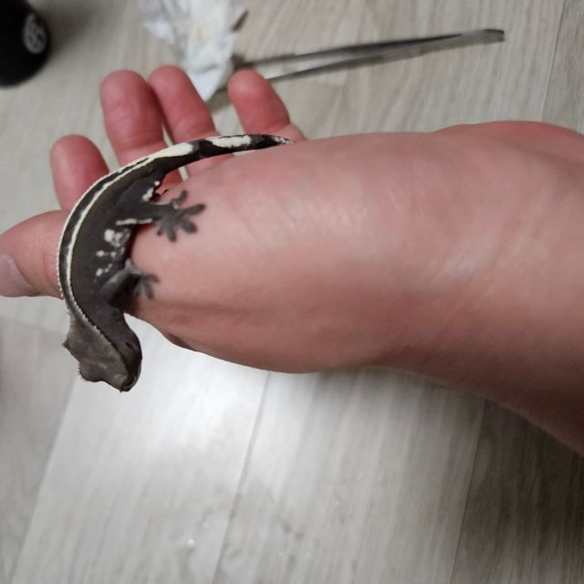 아잔틱