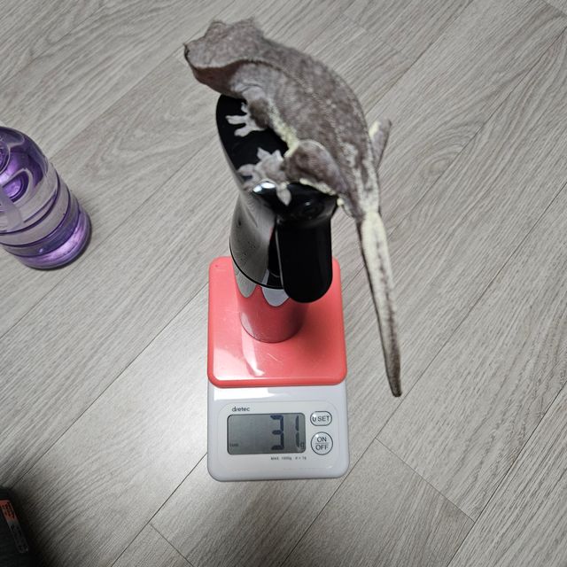 릴잔틱 팬텀