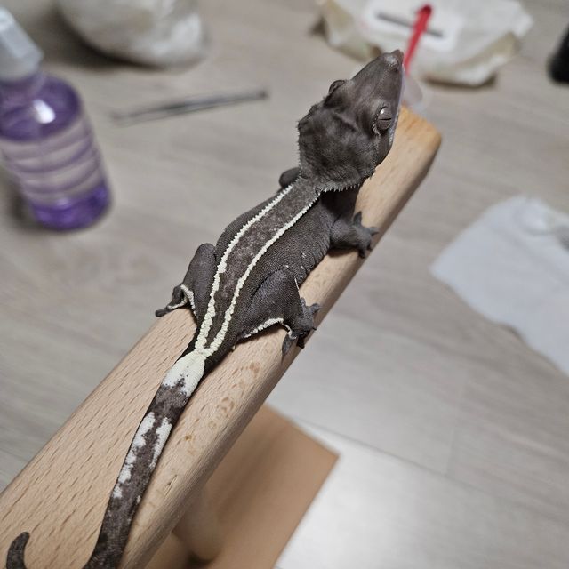 아잔틱 풀핀