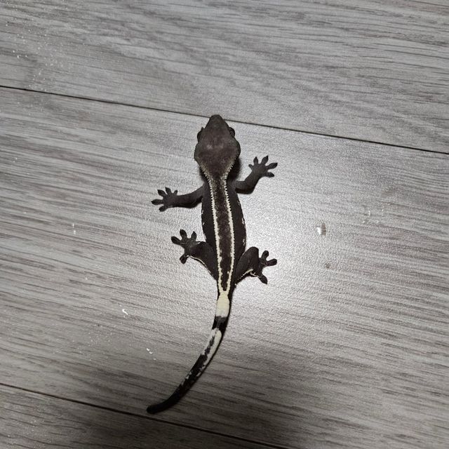 아잔틱