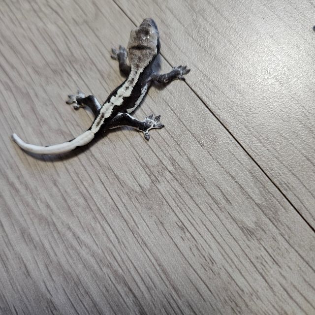 릴잔틱