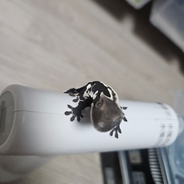 아잔틱 플레임