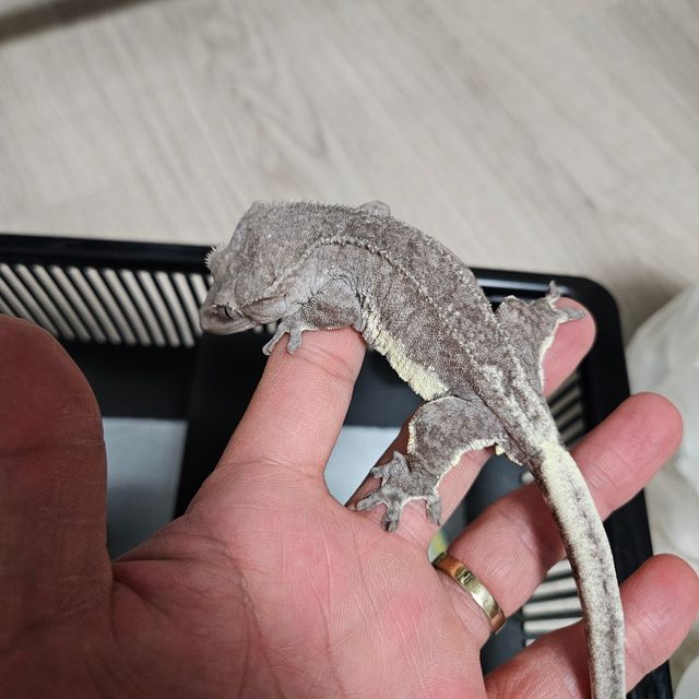 릴잔틱 팬텀