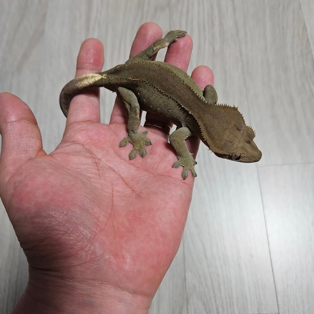 100%헷아잔틱 카푸치노 챠콜