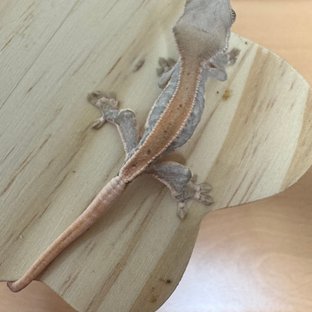 릴리화이트 100%헷초초