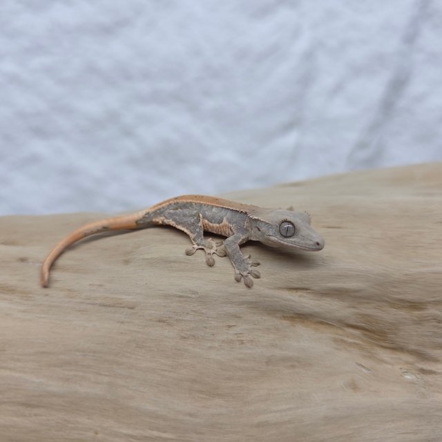 릴리화이트 100%헷초초