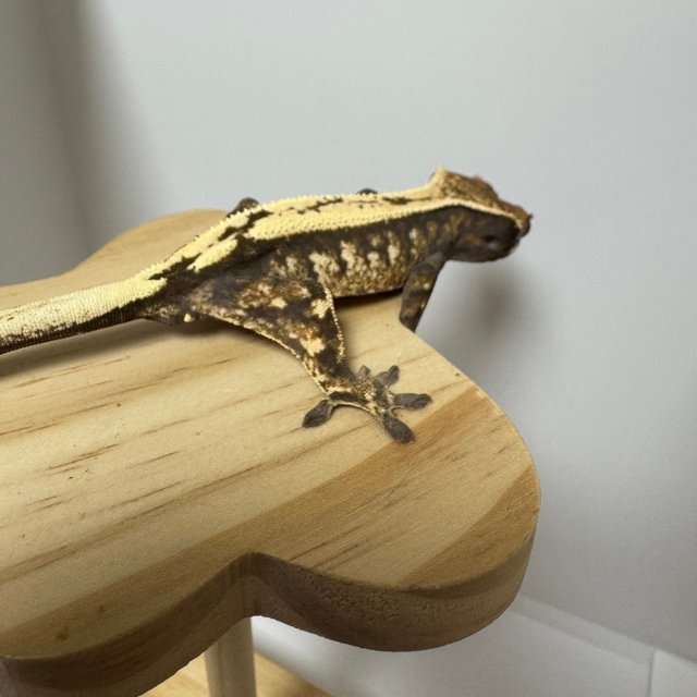 세이블 100%헷아잔틱