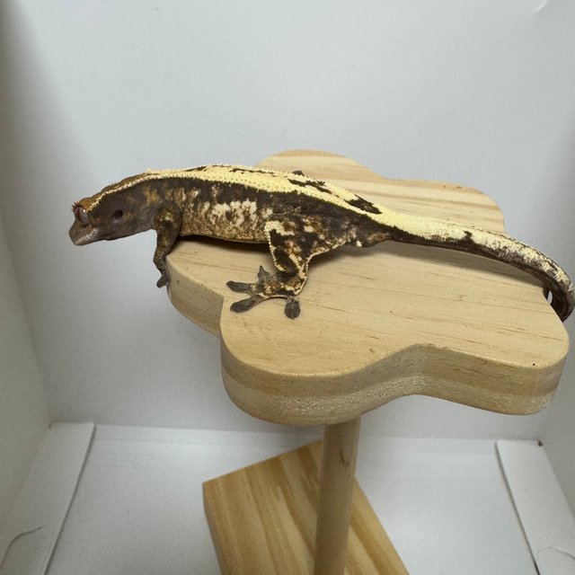 세이블 100%헷아잔틱