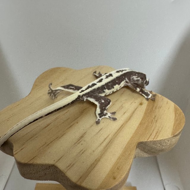 릴리 세이블 아잔틱