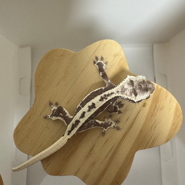 릴리 세이블 아잔틱