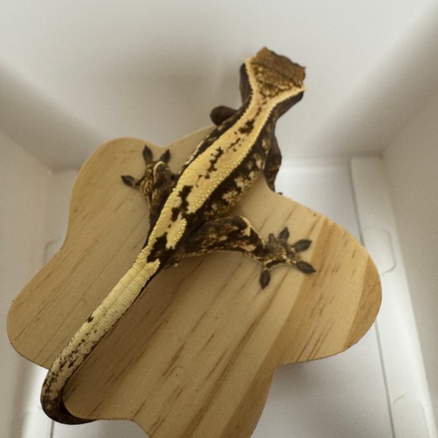 세이블 100%헷아잔틱