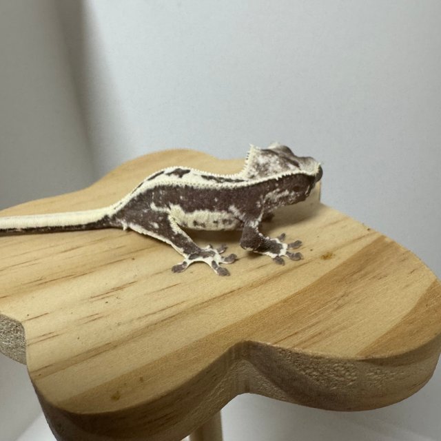 릴리 세이블 아잔틱