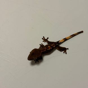플레임 할리퀸 챠콜