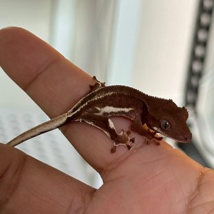 릴리화이트 팬텀 레드