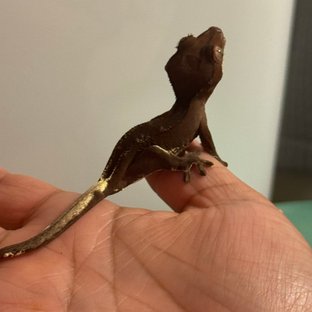 팬텀 릴리화이트 챠콜 다크