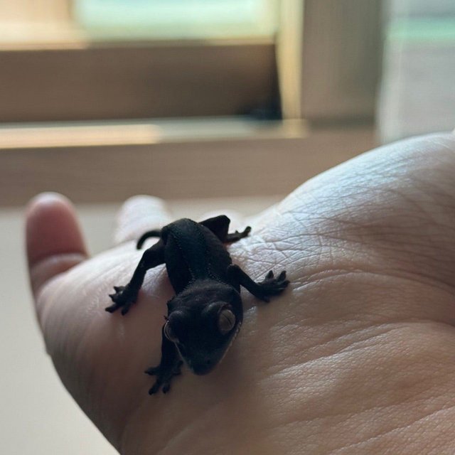 챠콜 팬텀 카푸치노