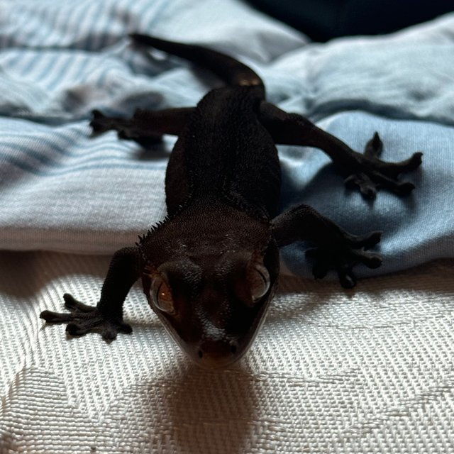 팬텀 릴리화이트 챠콜 다크