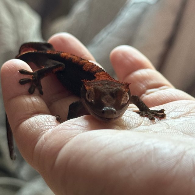 플레임 챠콜 다크