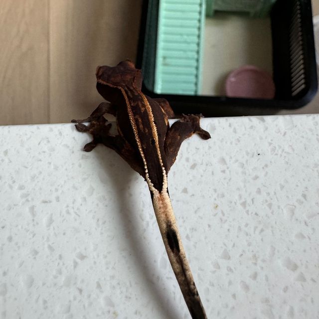 엠티백