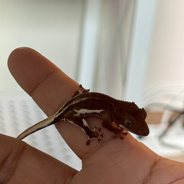 릴리화이트 팬텀 레드