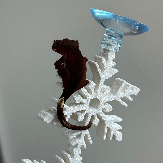 릴리화이트 팬텀 레드