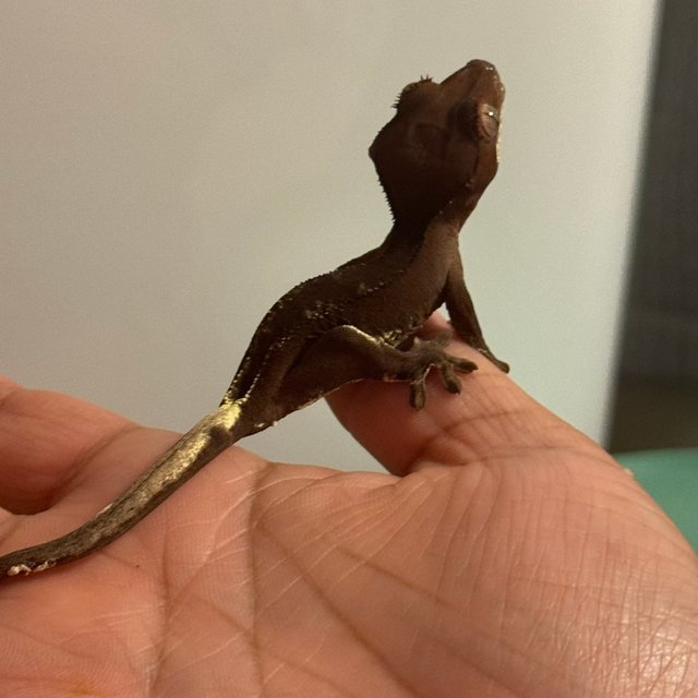 팬텀 릴리화이트 챠콜 다크