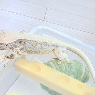 릴리화이트 젠젝스
