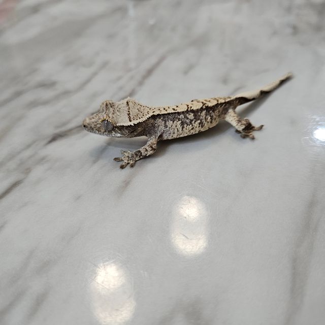노멀