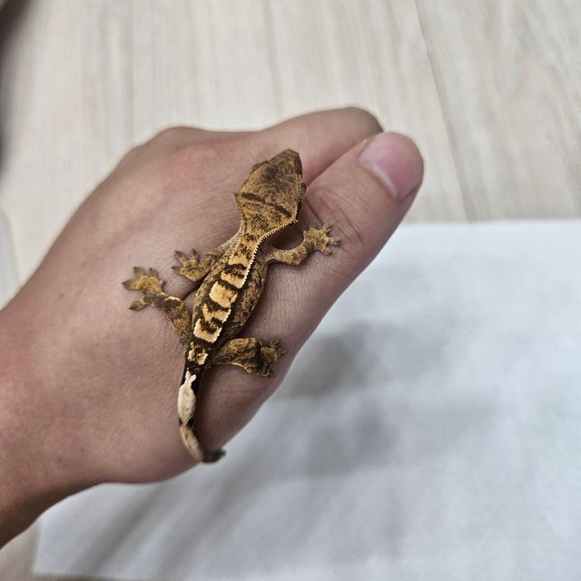 바브
