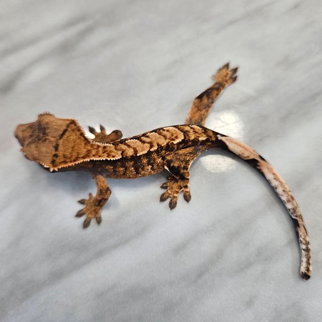 바브