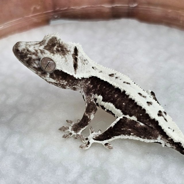 릴잔틱 릴리화이트 아잔틱