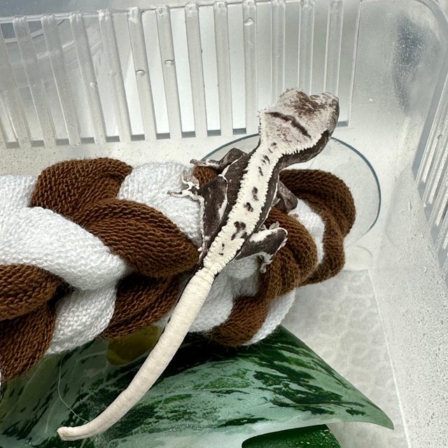 릴잔틱 릴리화이트 아잔틱