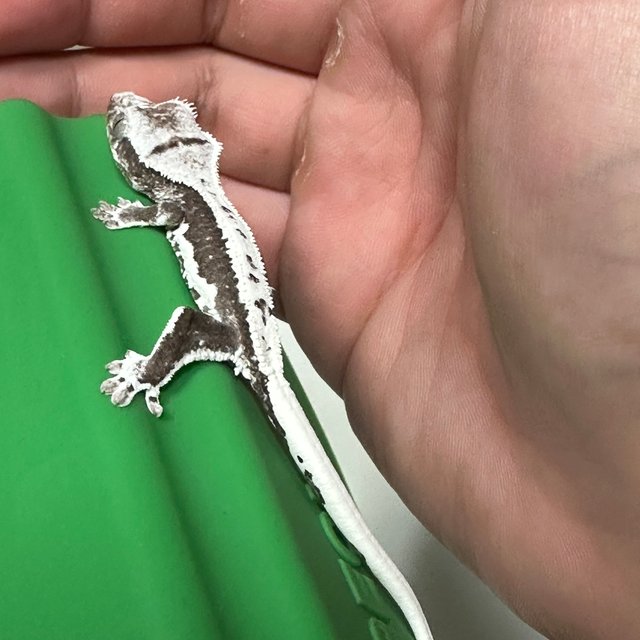 릴잔틱 릴리화이트 아잔틱