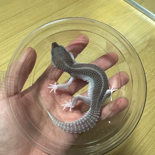 스노우 머피 패턴리스