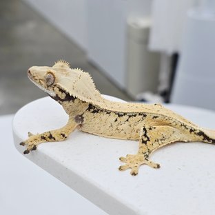 노멀 트라이 드리피 풀핀 화이트스팟 텐저린