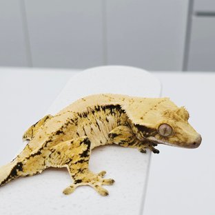 노멀 트라이 드리피 화이트스팟 텐저린