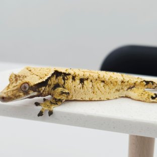 노멀 트라이 드리피 화이트스팟