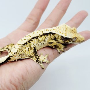 노멀 트라이 드리피 화이트스팟 텐저린