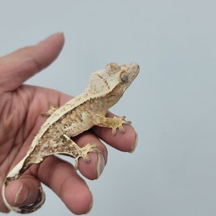 크림시클 드리피