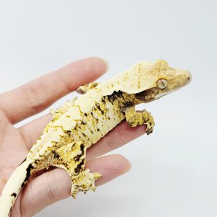 노멀 트라이 드리피 화이트스팟 텐저린