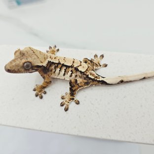 노멀 트라이 텐저린