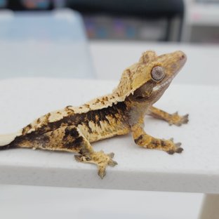 노멀 트라이 텐저린