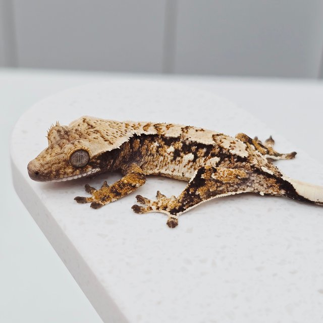 노멀 트라이 화이트스팟 화이트크라운 텐저린