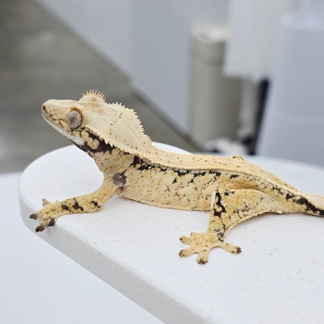 노멀 트라이 드리피 풀핀 화이트스팟 텐저린