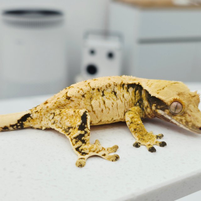 노멀 트라이 화이트스팟 드리피 텐저린